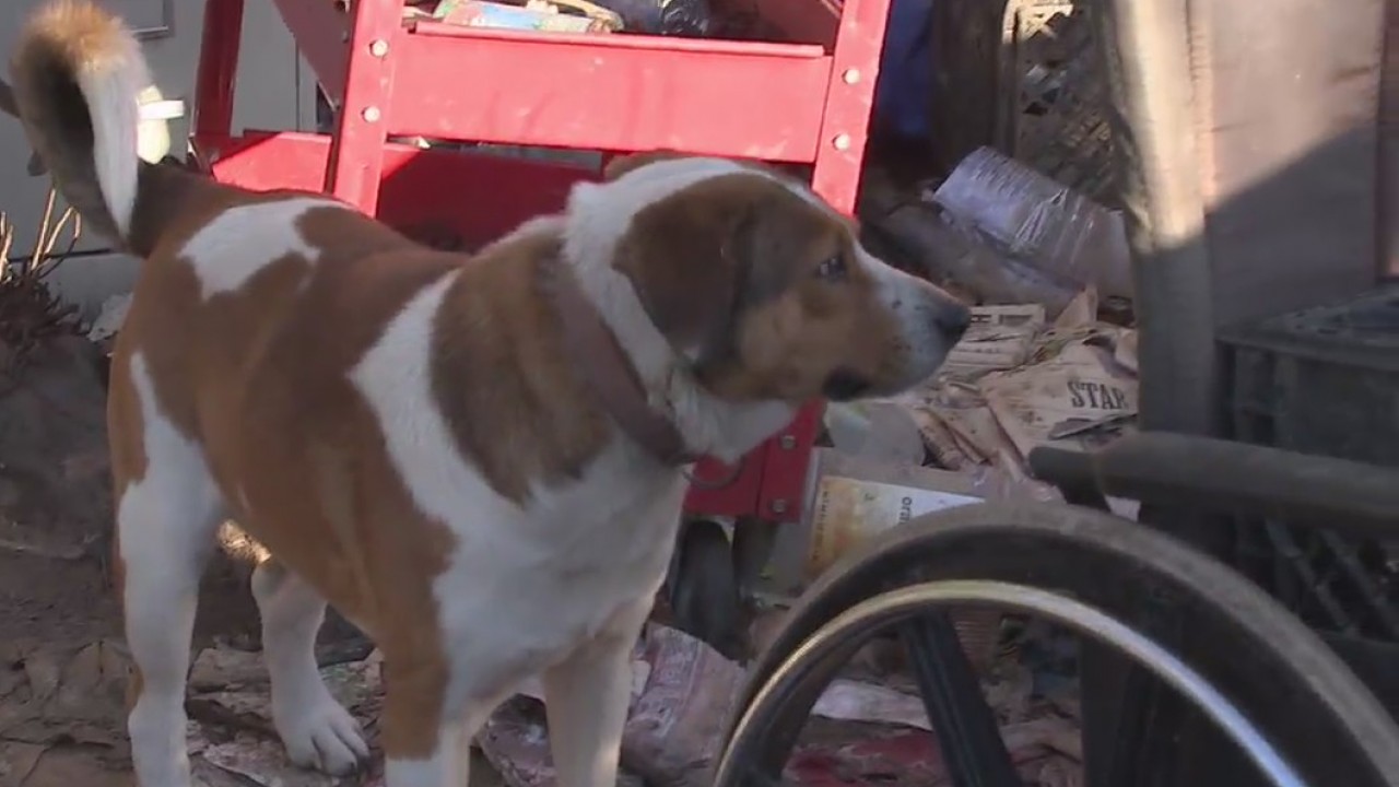 Dogs in need after owner dies leaving them alone on property