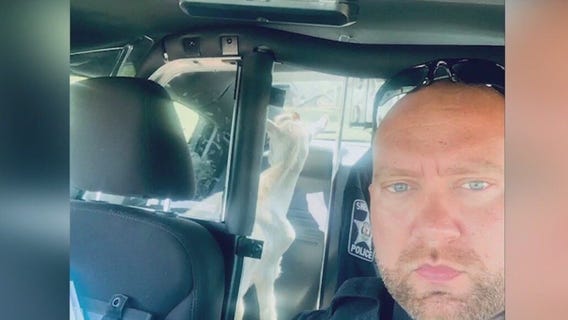 Sheriff deputy catches goat