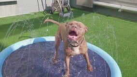 Oak Park's Animal Care League celebrates 50 years