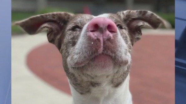 Hinsdale Humane Society's celebrates 70 years