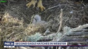 Second eagle hatches in Webster