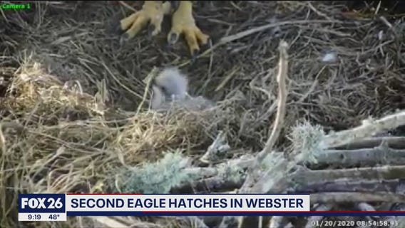 Second eagle hatches in Webster
