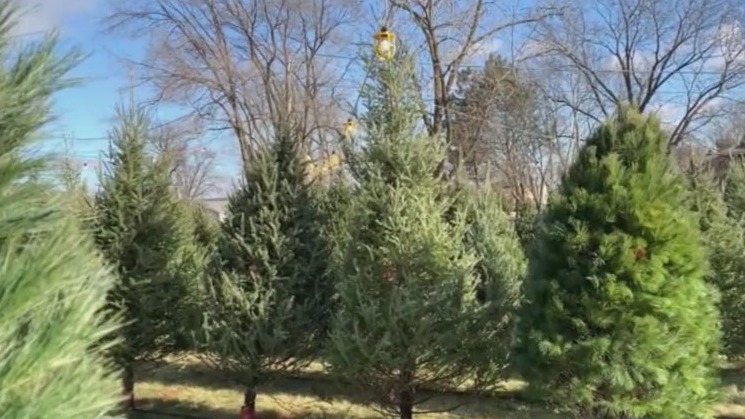Nominations open for Chicago's Christmas tree