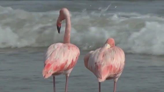 Crowds flock to Lake Michigan to see flamingos