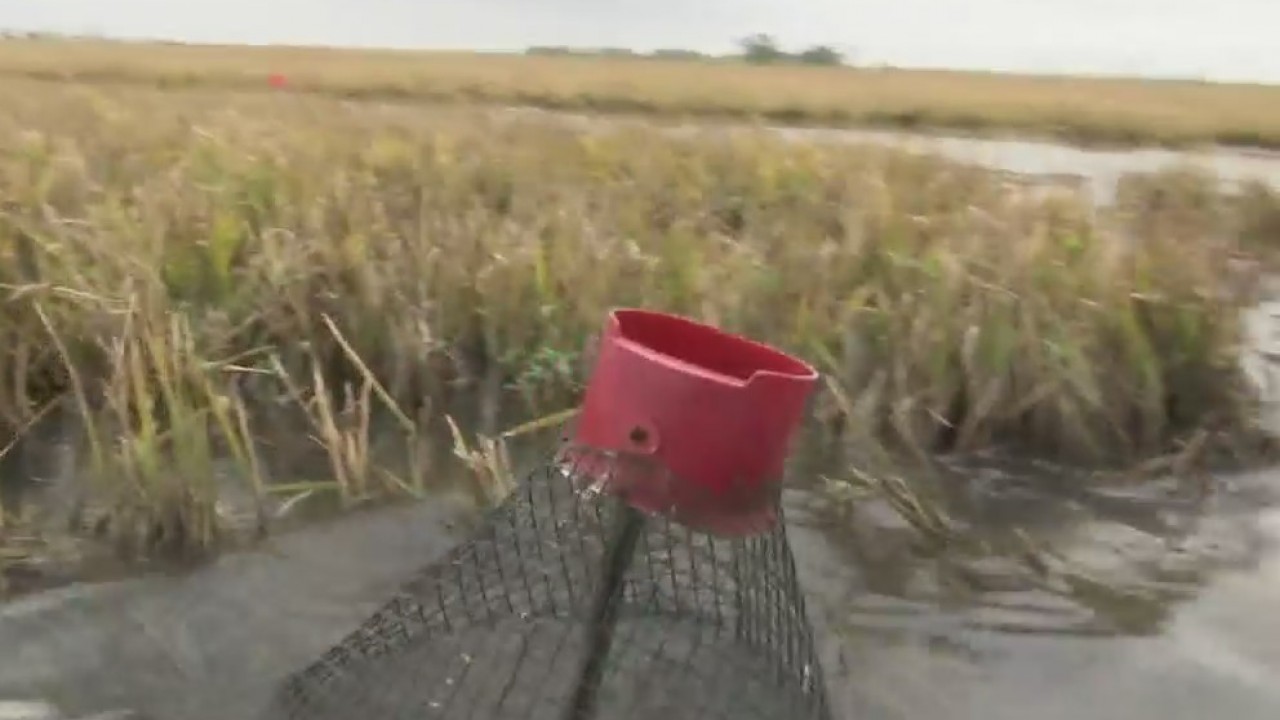 How do crawfish get from the farm to your table?