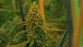 Independent cannabis transporters push for state funding