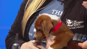 Adopt Marvin at Anti-Cruelty Society's Pour Your Heart Out fundraiser