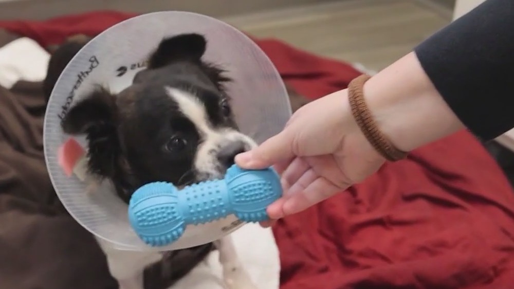 PAWS Chicago rescues, rehabilitates 10-month-old Butterscotch