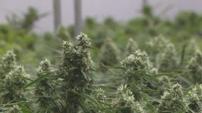 Pritzker gives update on Illinois marijuana sales and social equity licensing