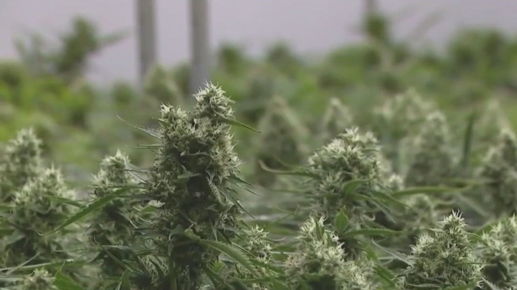 Pritzker gives update on Illinois marijuana sales and social equity licensing