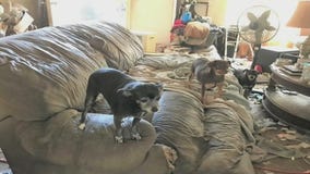 Dozens of animals seized from Hitchcock home