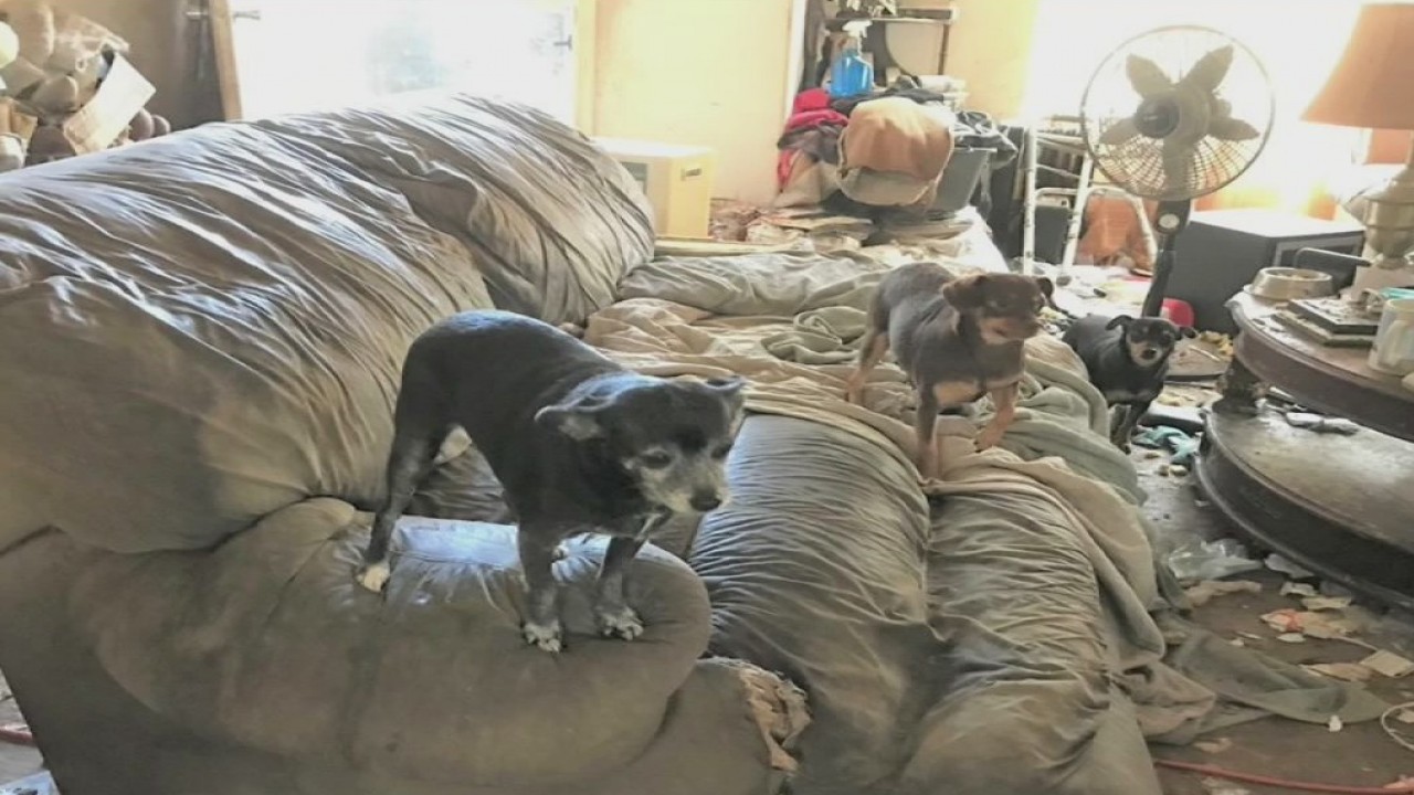 Dozens of animals seized from Hitchcock home