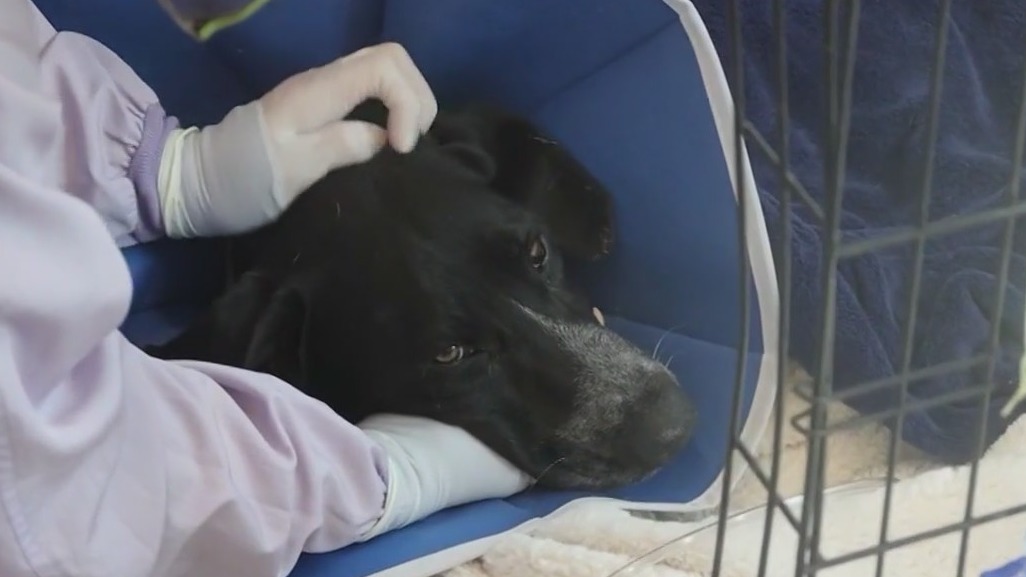 PAWS Chicago success story: Puppy adopted after beating deadly virus