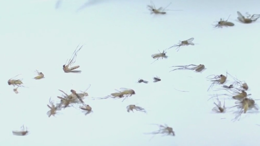 Yellow fever mosquitoes spreading diseases to humans
