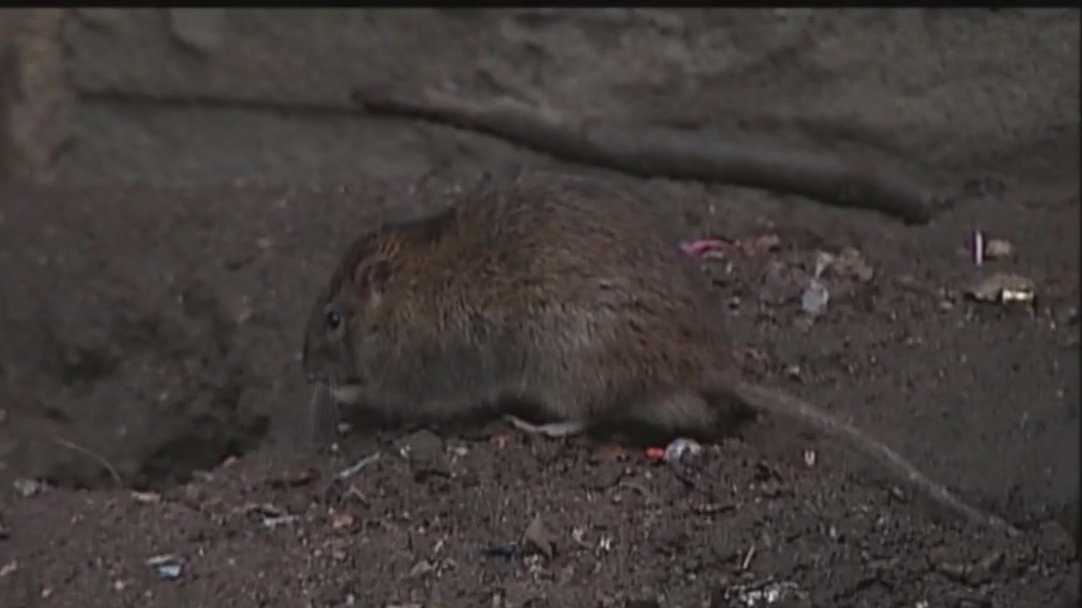 NYC tries out rat birth control program