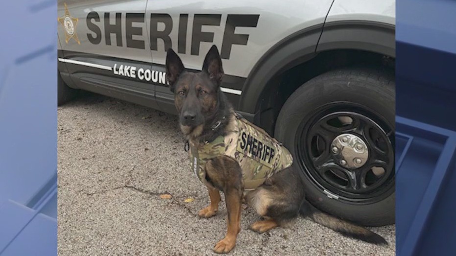 Lake County Sheriff's K9 Axel suits up in newly donated body armor