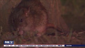 Chicago named rattiest city for 9th year in a row