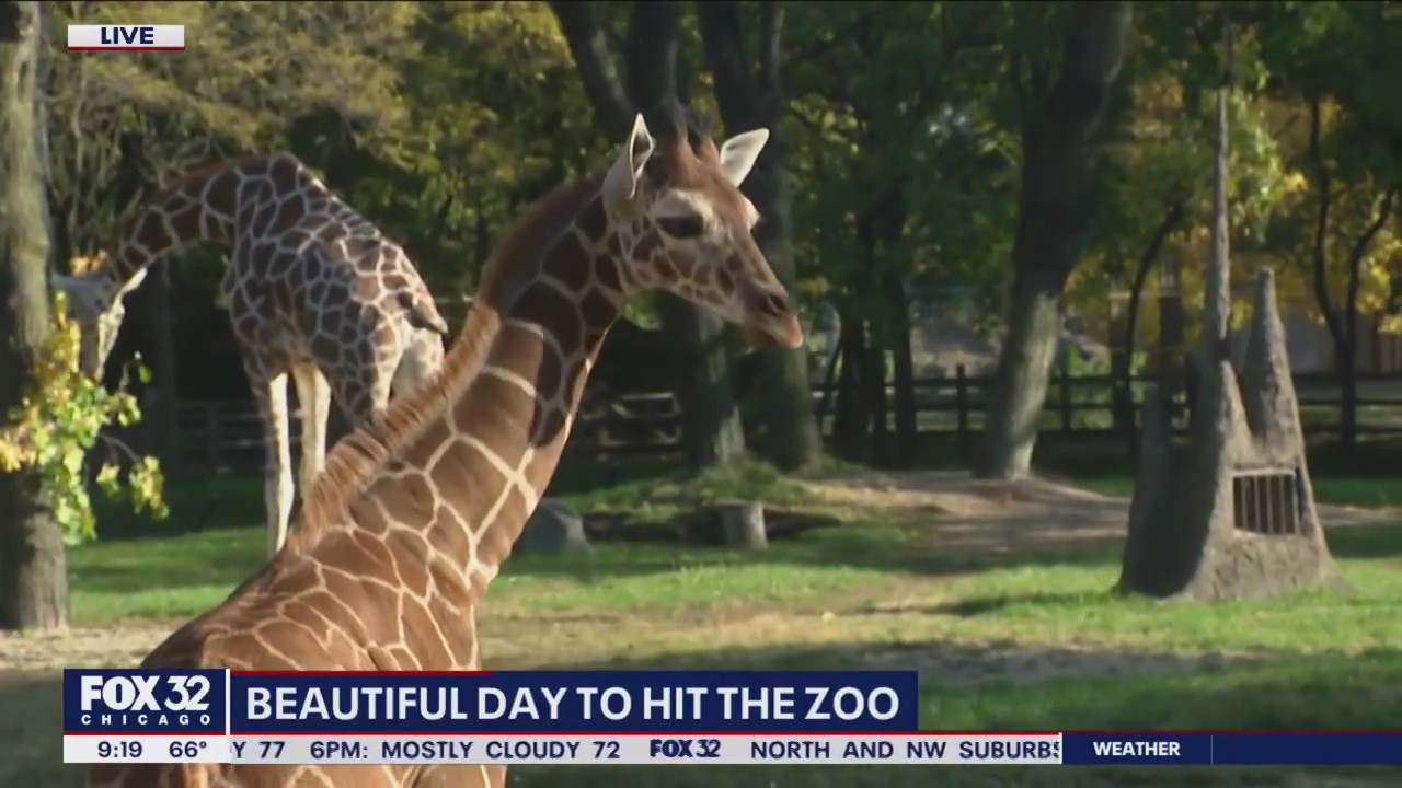 Brookfield Zoo's baby giraffe is loving this Chicago weather