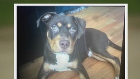 Chicago family's pit bull stolen at gunpoint