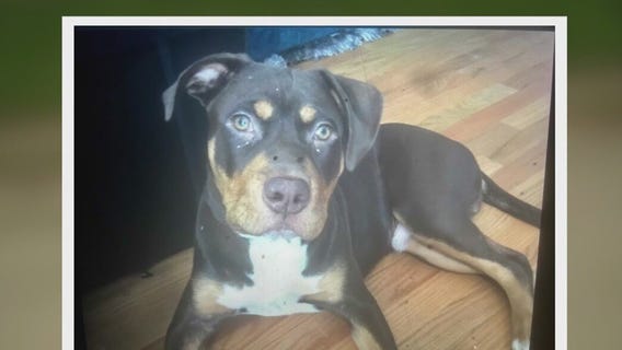 Chicago family's pit bull stolen at gunpoint