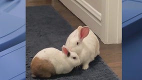 Things to consider if you're looking to get a rabbit for Easter