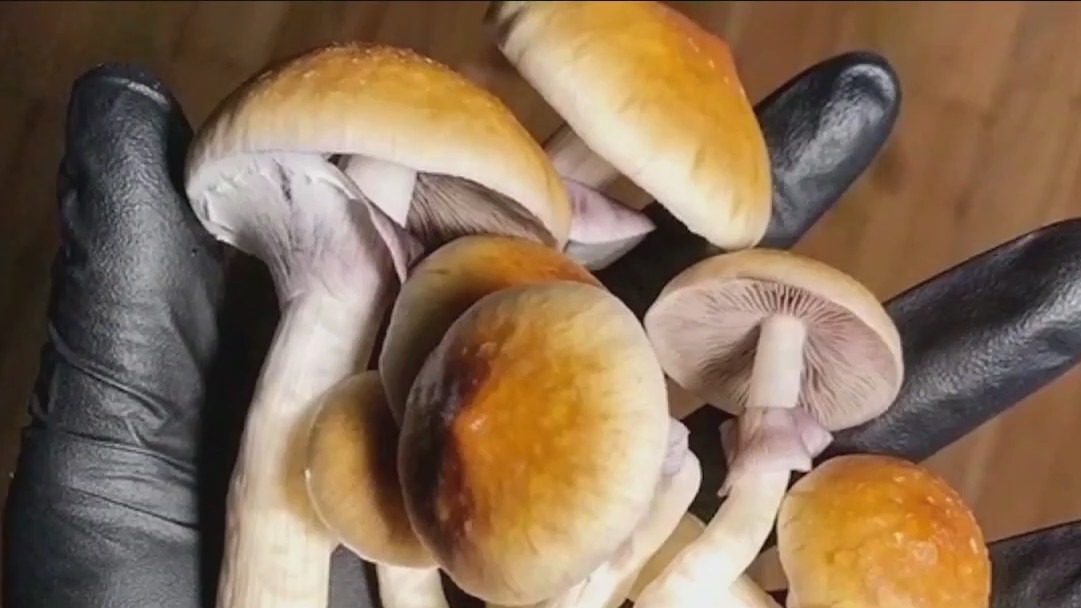 Illinois senator proposes bill that would legalize psilocybin mushrooms