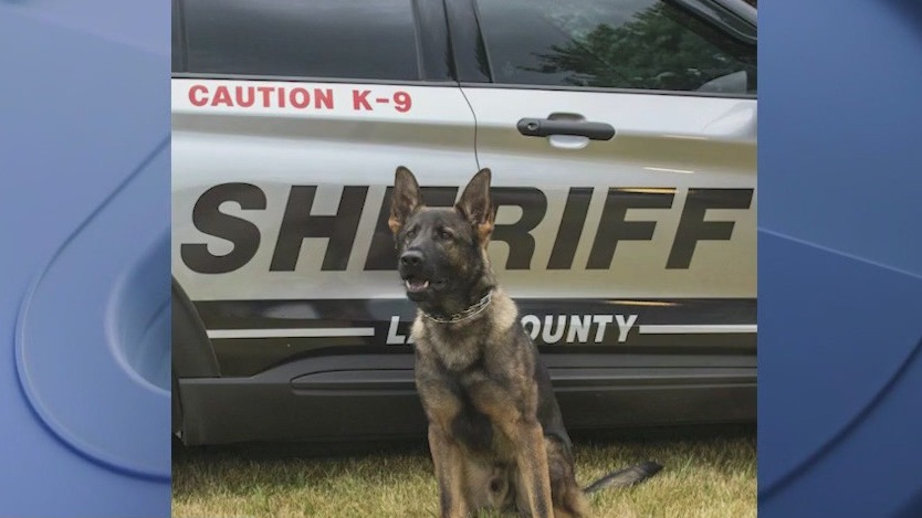 Lake County Sheriff's K9 Loki finds missing injured woman