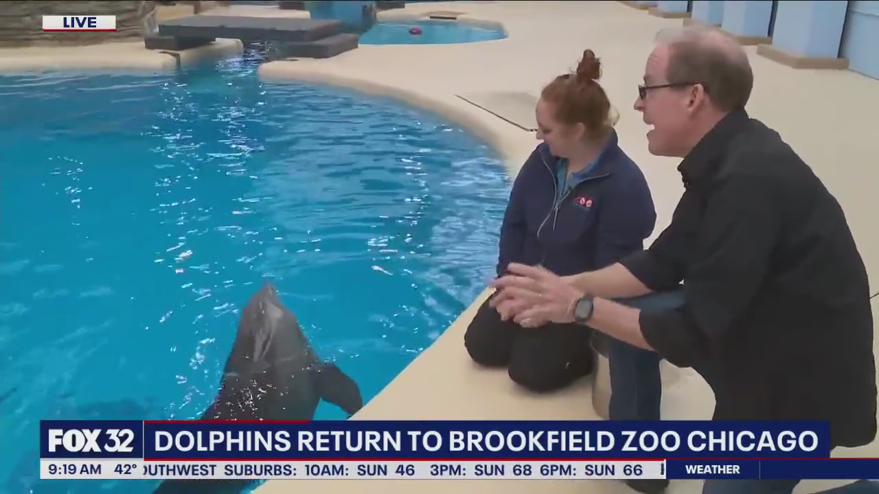 Brookfield Zoo Chicago's seven bottlenose dolphins have new digs.