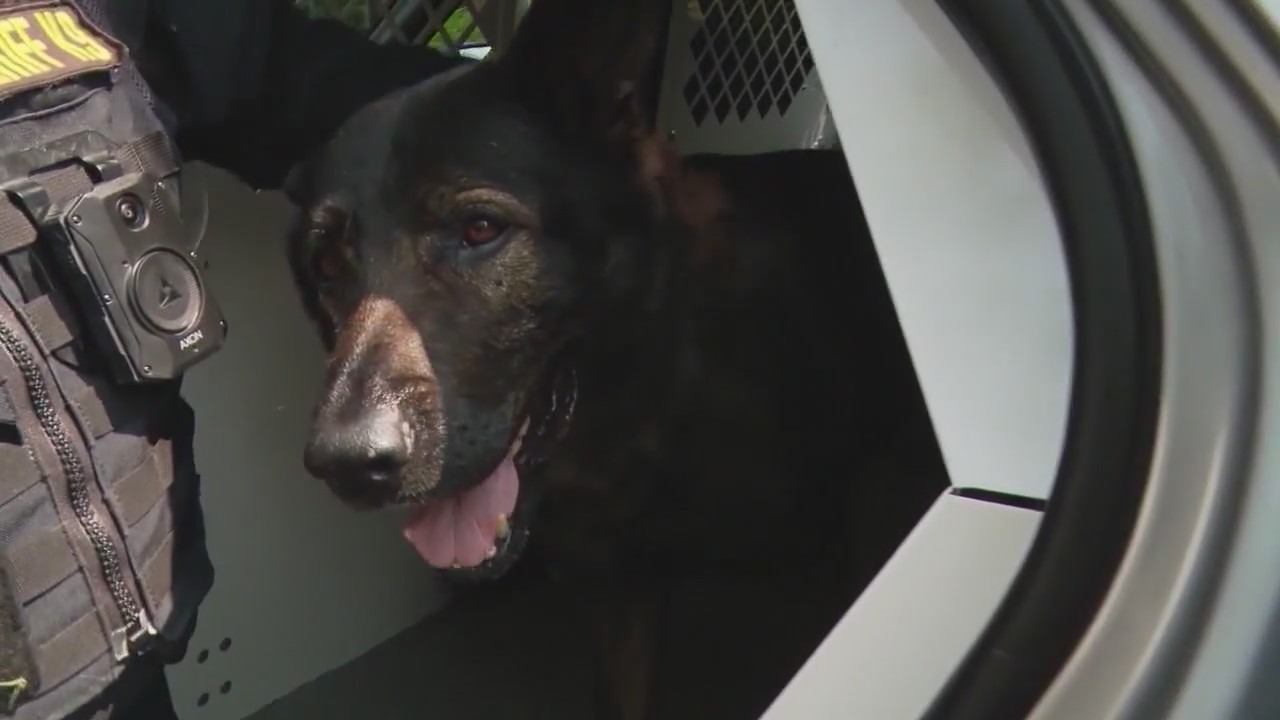 K9 officer 'Dax' injured while apprehending suspect in Lake County