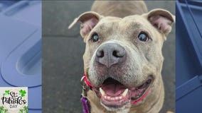 Heartland Animal Shelter offering discounted adoption fees