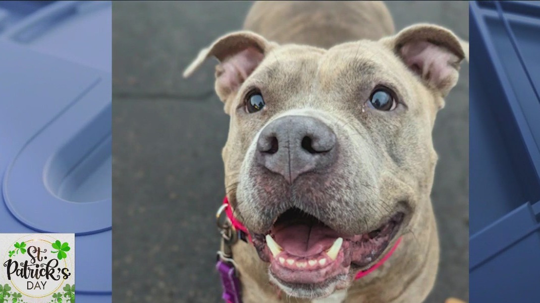 Heartland Animal Shelter offering discounted adoption fees