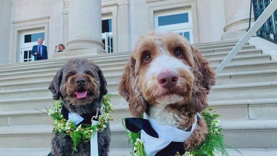 Celebrate your special day with your furry friends