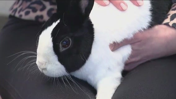 Hopping around Brookfield Zoo Chicago