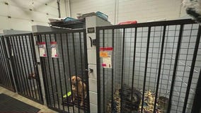 New resale shop will benefit Plainfield animal rescue