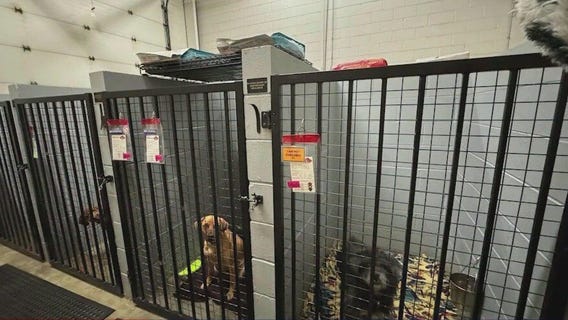 New resale shop will benefit Plainfield animal rescue