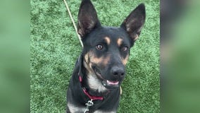 Suburban dog looking for new home