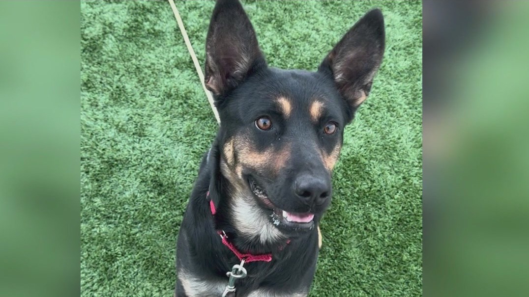 Suburban dog looking for new home