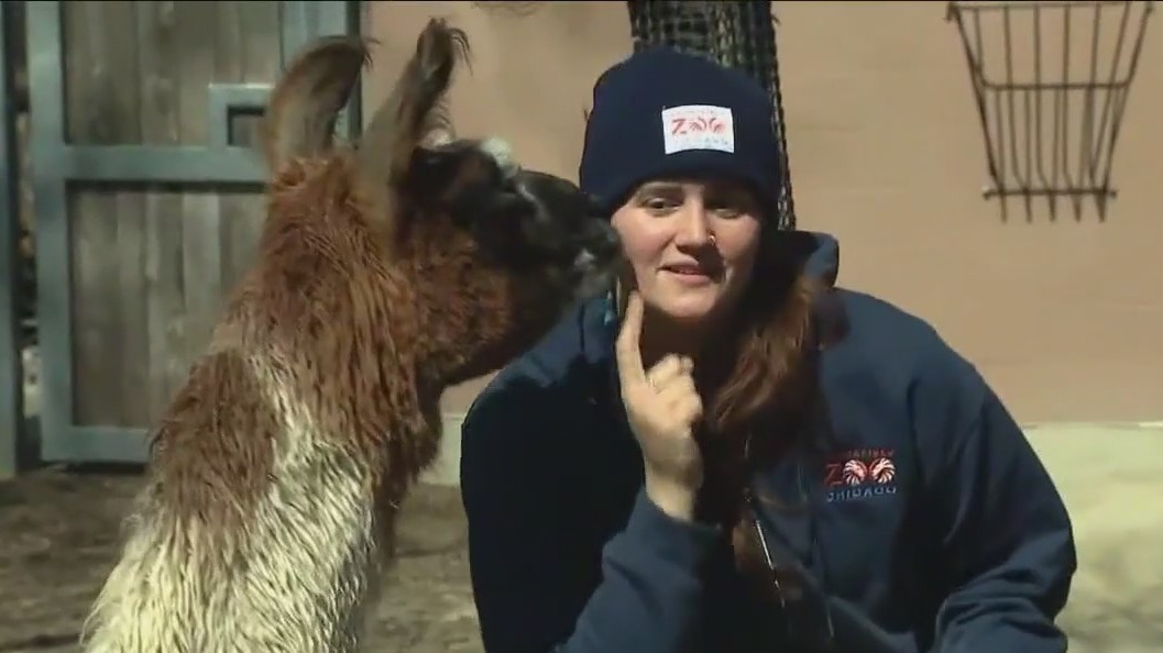 Llama love on full display at Brookfield Zoo Chicago