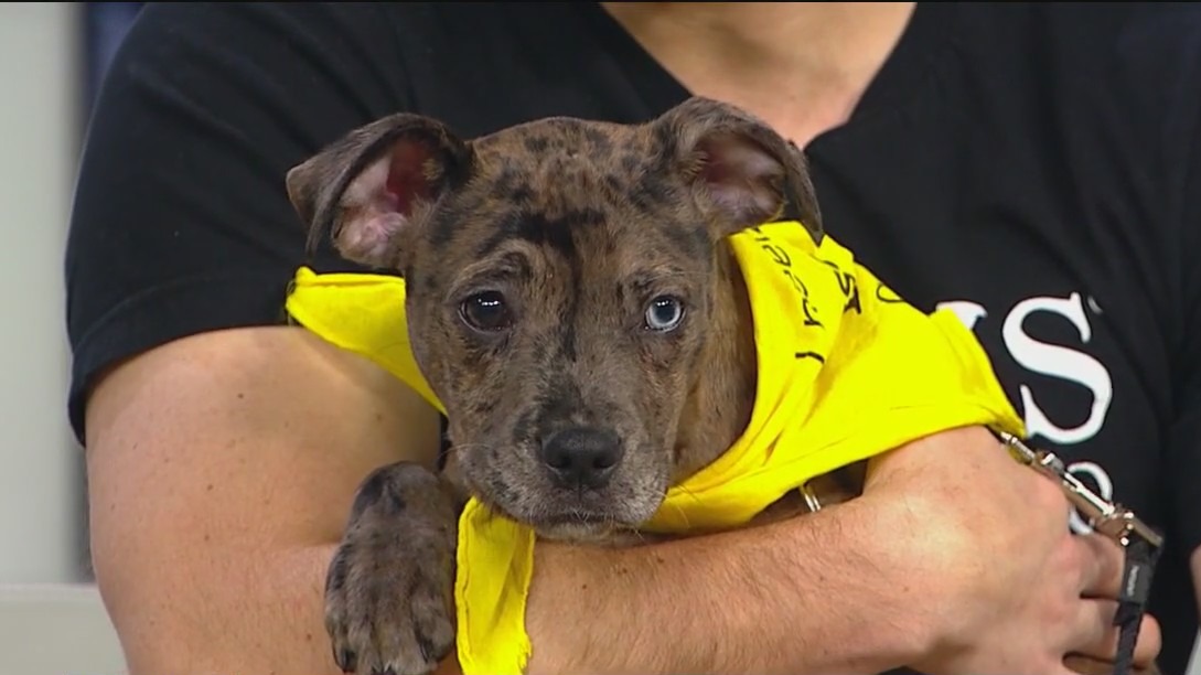Pet of the week: Meet 'Lino' from PAWS Chicago