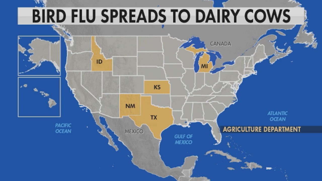 Bird flu spreading to dairy cows