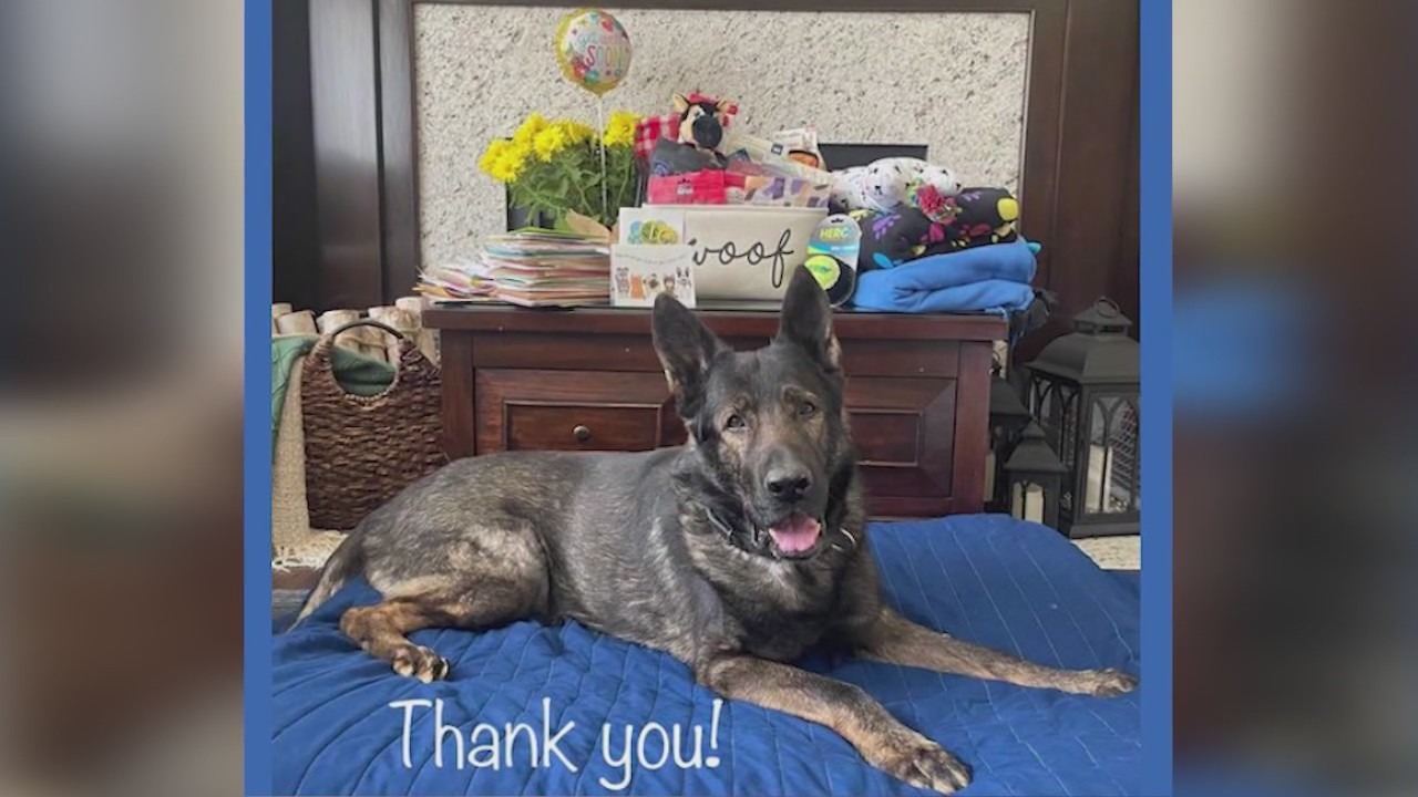 'Saved countless lives': K9 Dax retires from Lake County Sheriff's Office