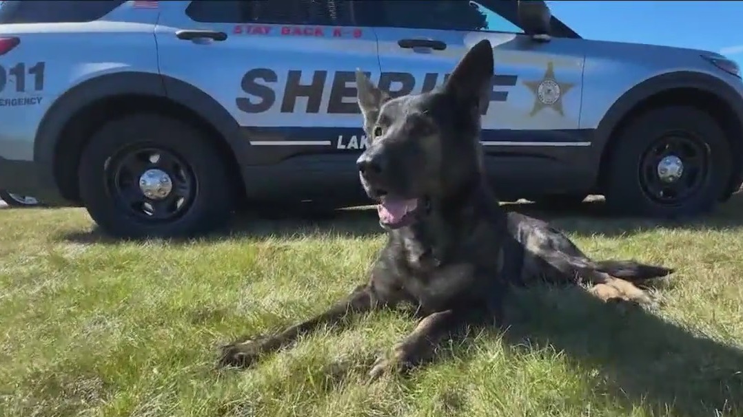 K9 Dax in full retirement mode after serving 9 years in Lake County