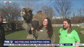 Lambs Farm in Libertyville is a fantastic destination for families