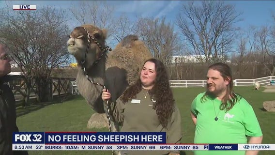 Lambs Farm in Libertyville is a fantastic destination for families