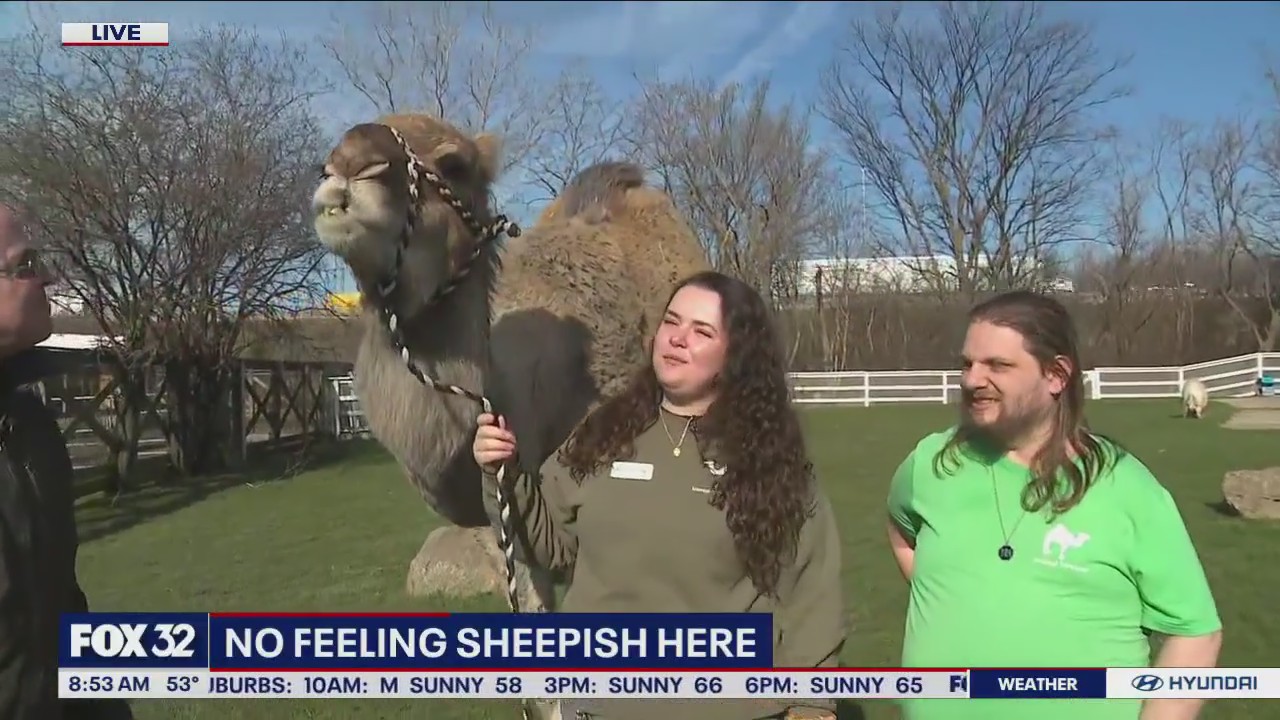 Lambs Farm in Libertyville is a fantastic destination for families