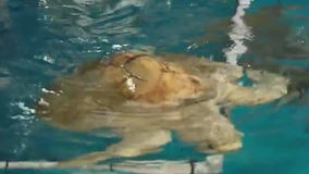 Diving into the world of sea turtles with Brookfield Zoo Chicago