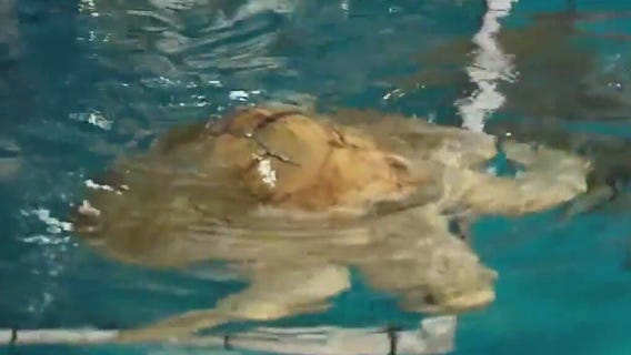 Diving into the world of sea turtles with Brookfield Zoo Chicago