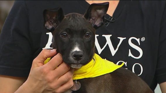 PAWS Chicago hosting adoption event this weekend in the west suburbs