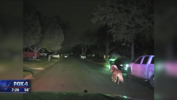 Haltom City police chase mini horse