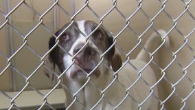 P.A.W.S. Tinley Park hosting grand opening this weekend